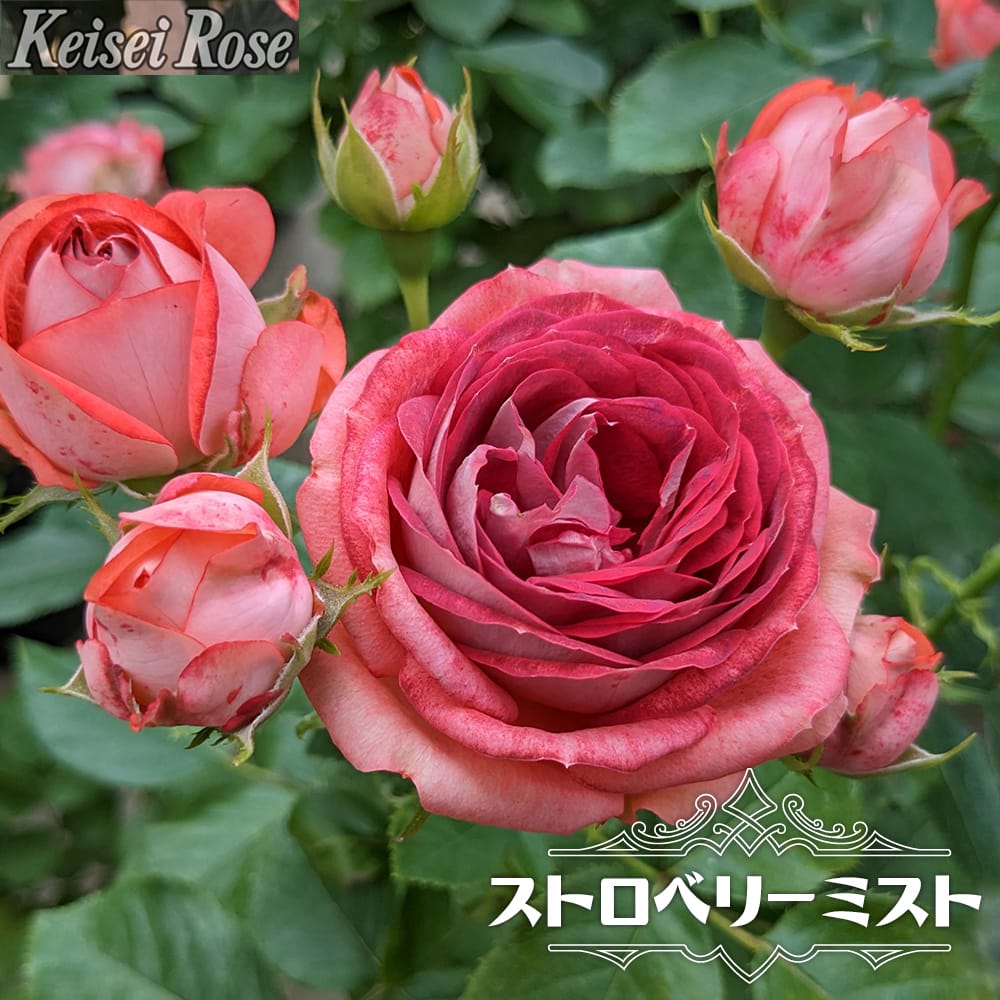 バラ ストロベリーミスト 