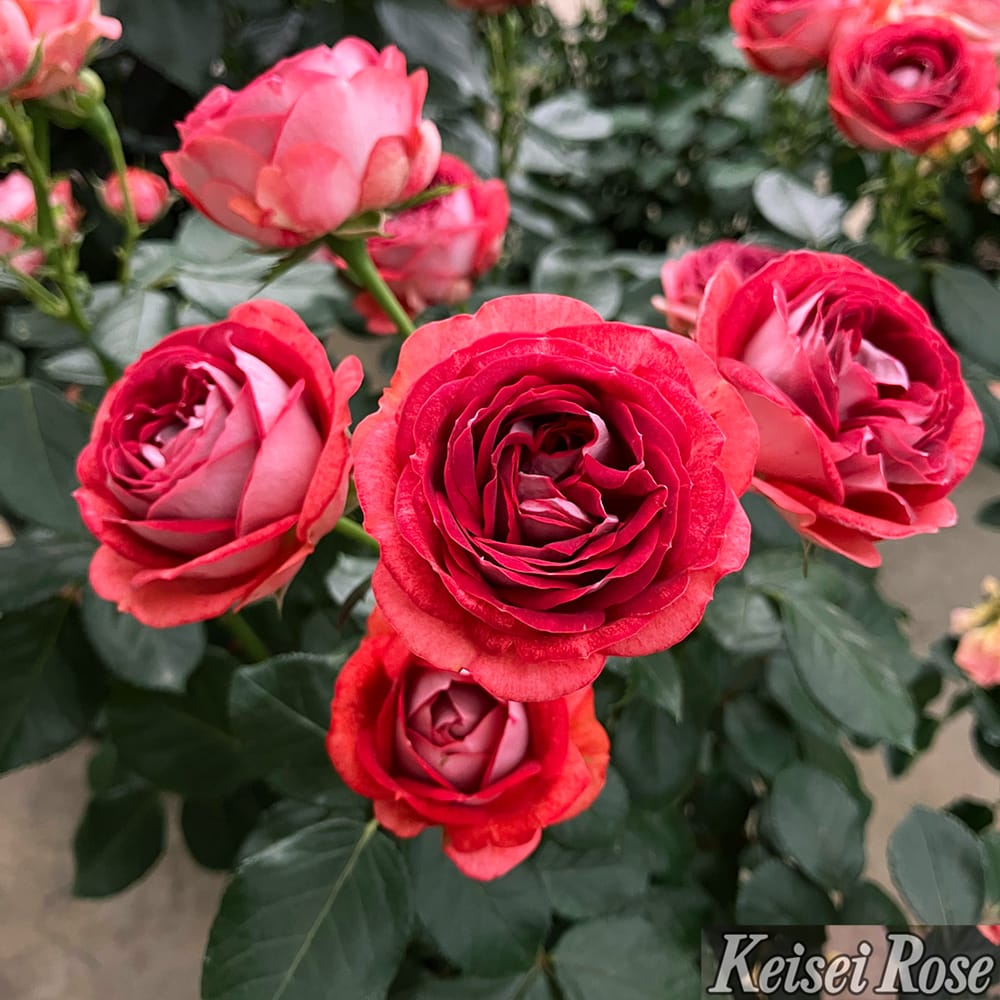 バラ ストロベリーミスト 2