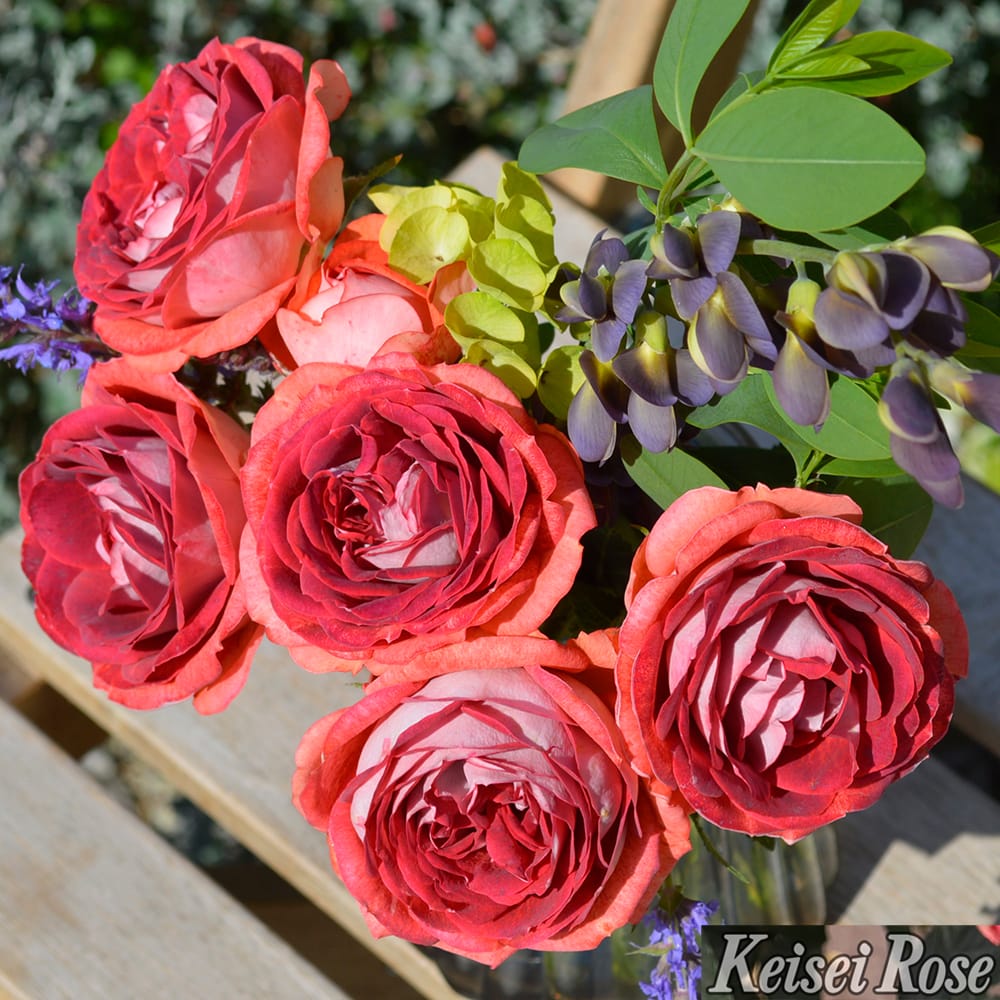 バラ ストロベリーミスト FL フロリバンダ 苗 販売 苗木部 By 花ひろば