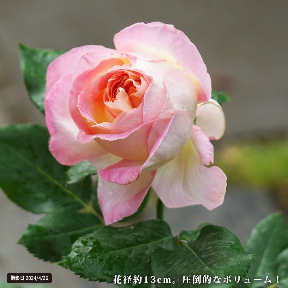 バラ カリフォルニアドリーミング 2