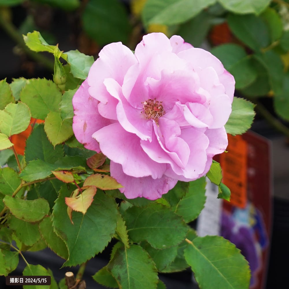 バラ ベルサイユのバラ フェルゼン伯爵 4