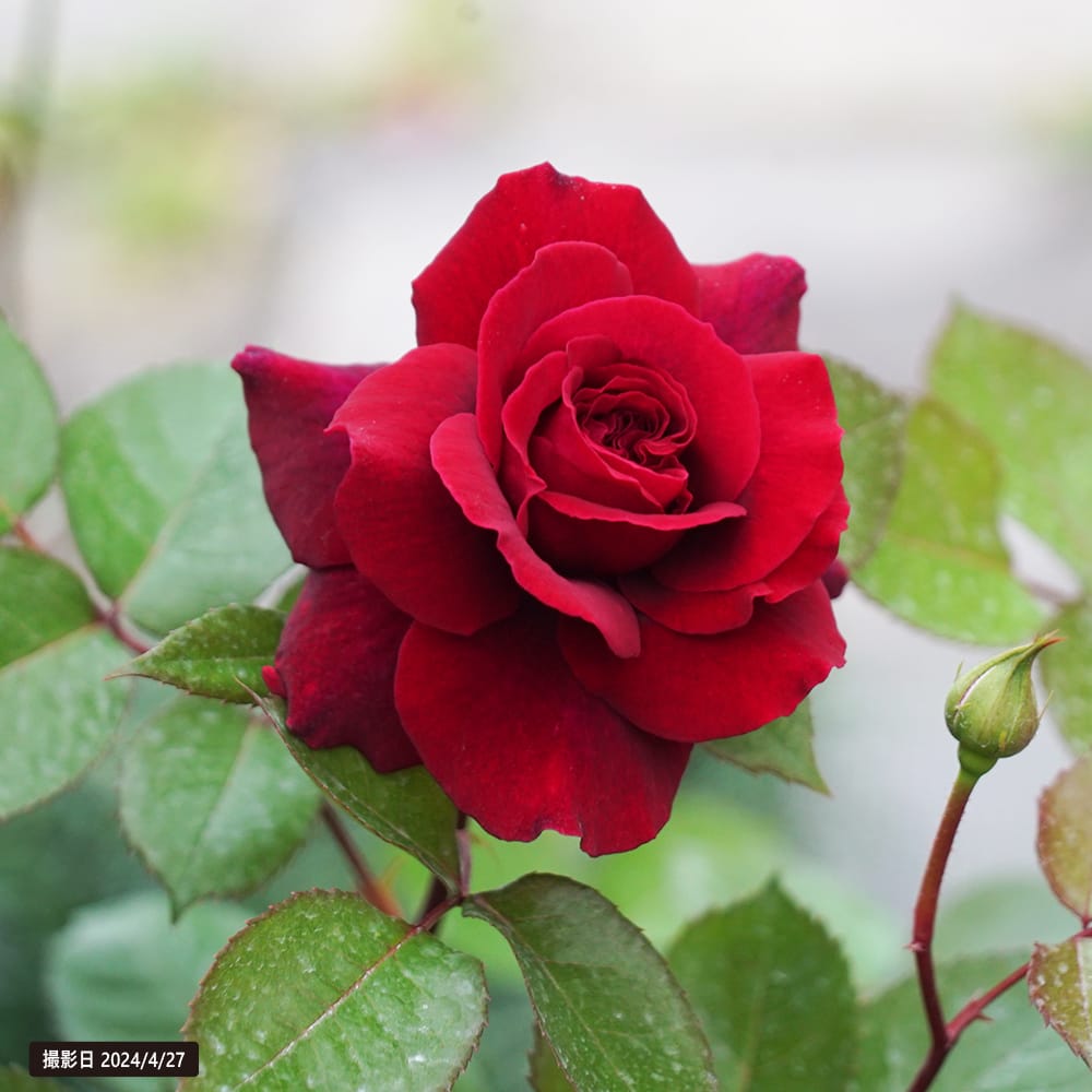 バラ ジプシーソウル 3