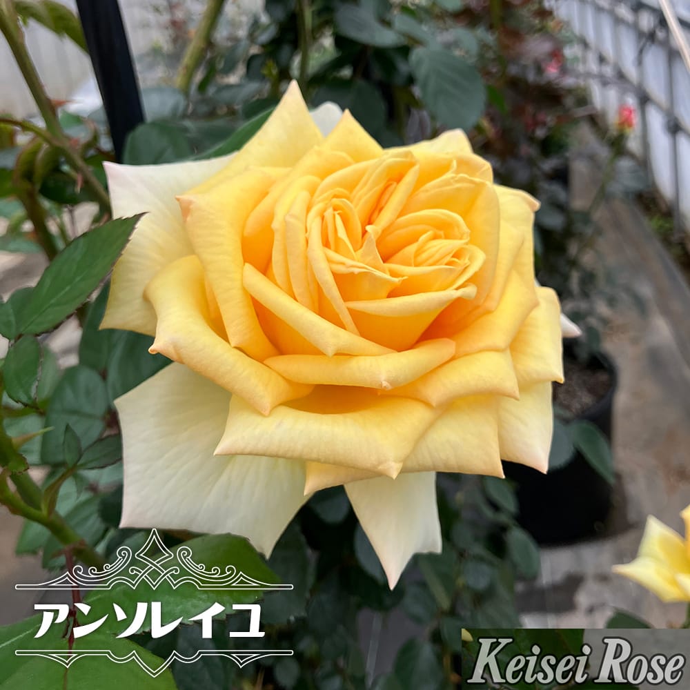 バラ アンソレイユ 