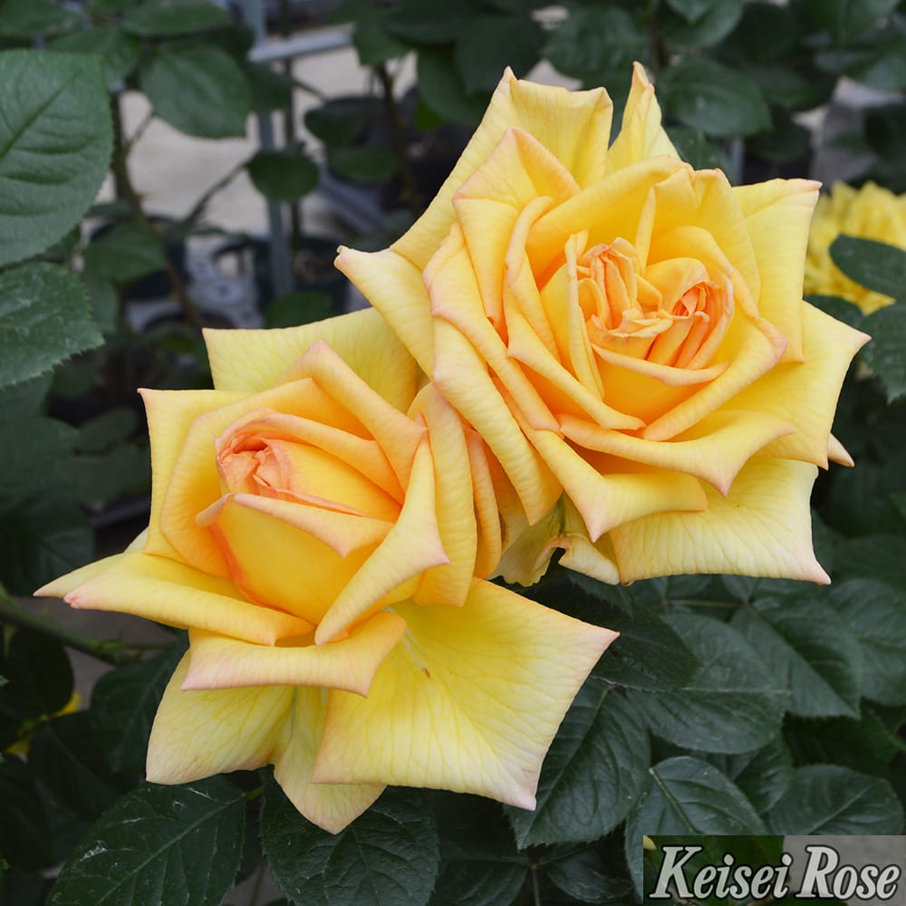 バラ アンソレイユ 2