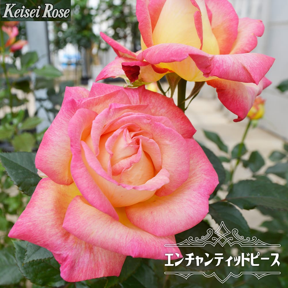 バラ エンチャンティッドピース 