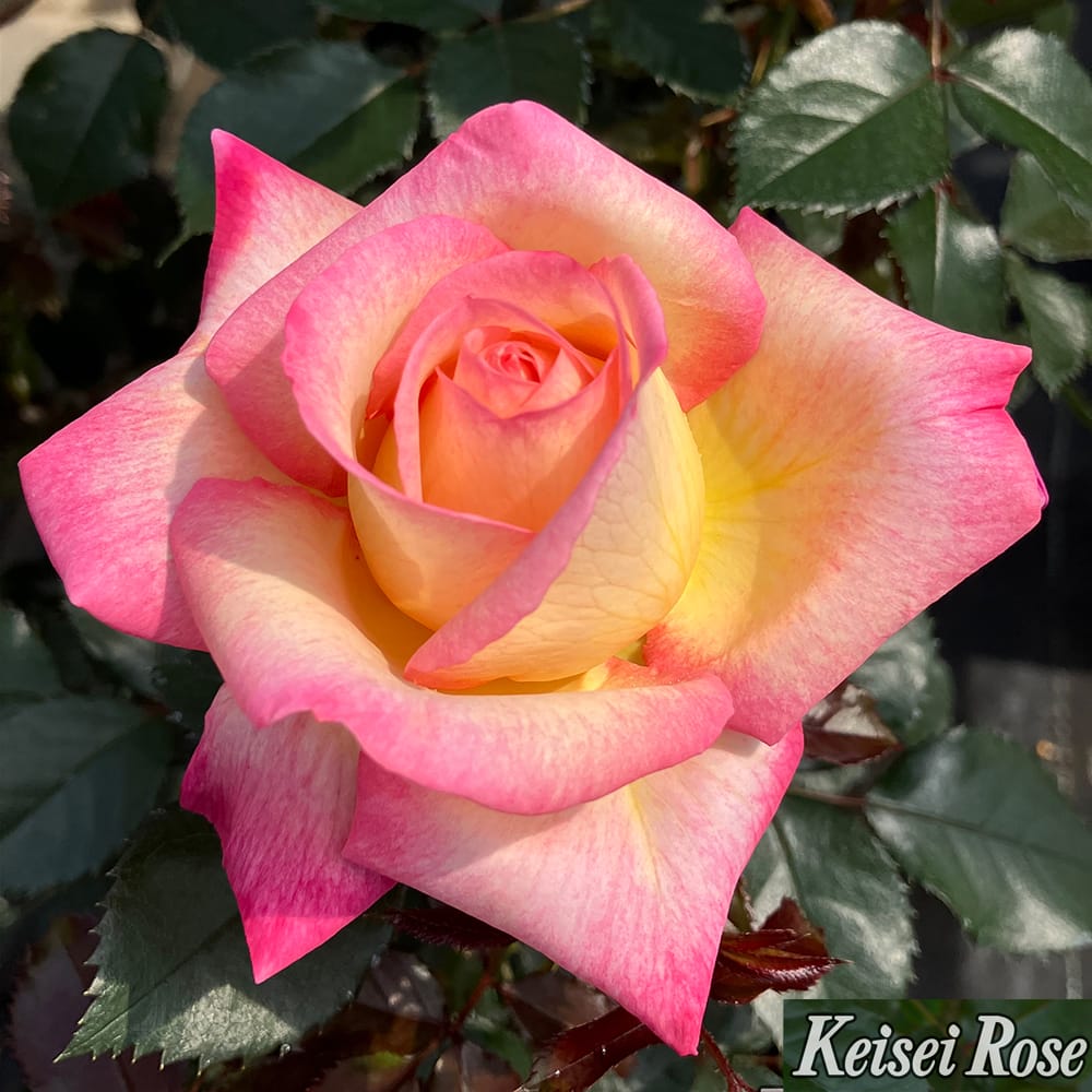 バラ エンチャンティッドピース HT ハイブリッドティー 苗 販売 苗木部