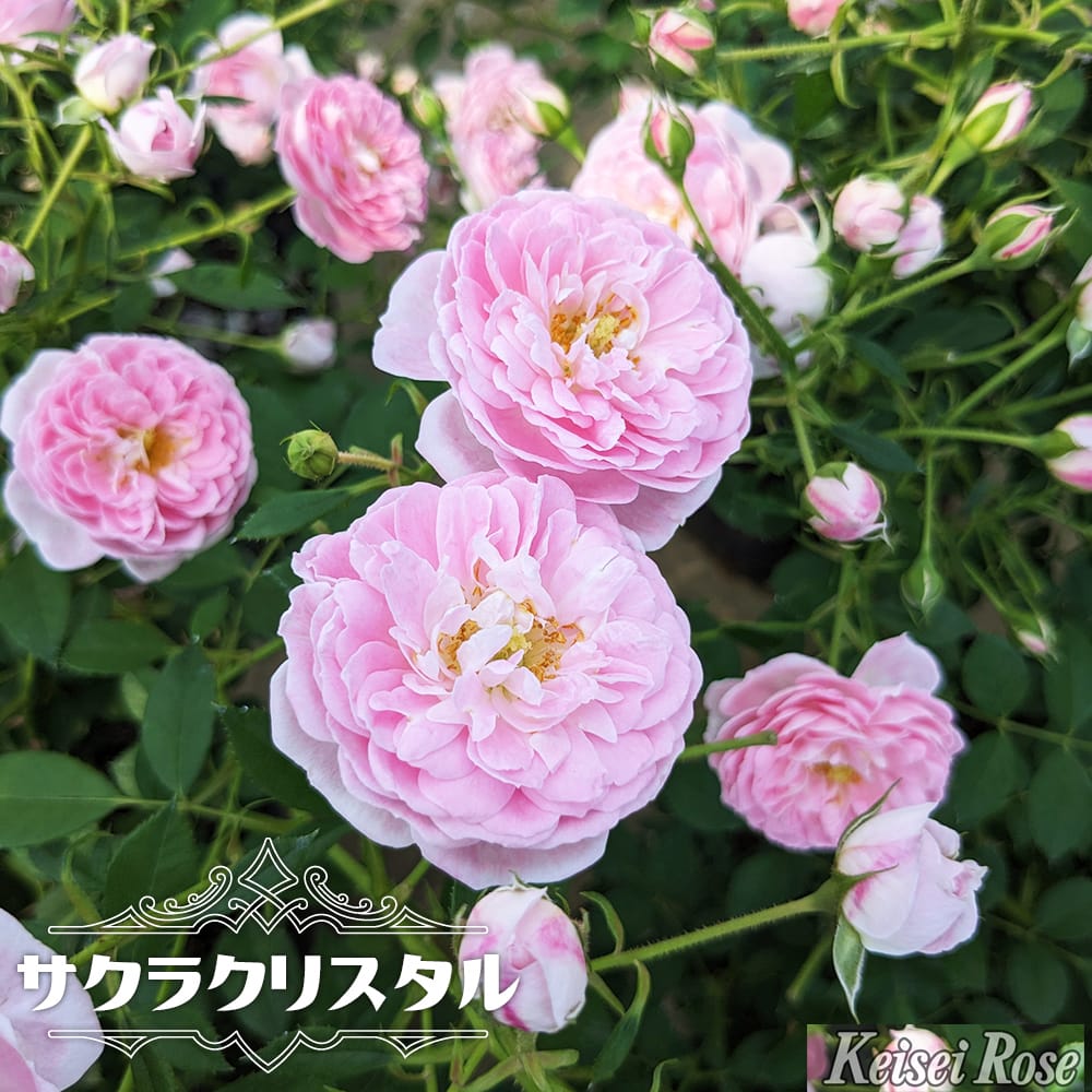 バラ サクラクリスタル 