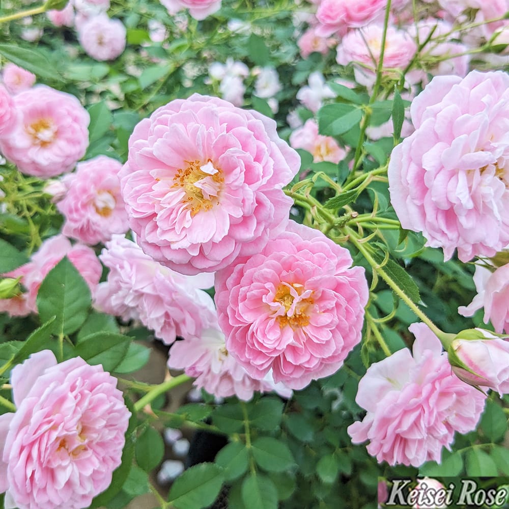 バラ サクラクリスタル S シュラブ （半つるバラ） 苗 販売 苗木部