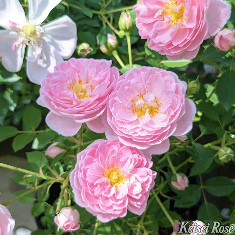 サエナクラエナ作 【バラ】 バラ サクラクリスタル S シュラブ （半つるバラ） 苗 販売 苗木部