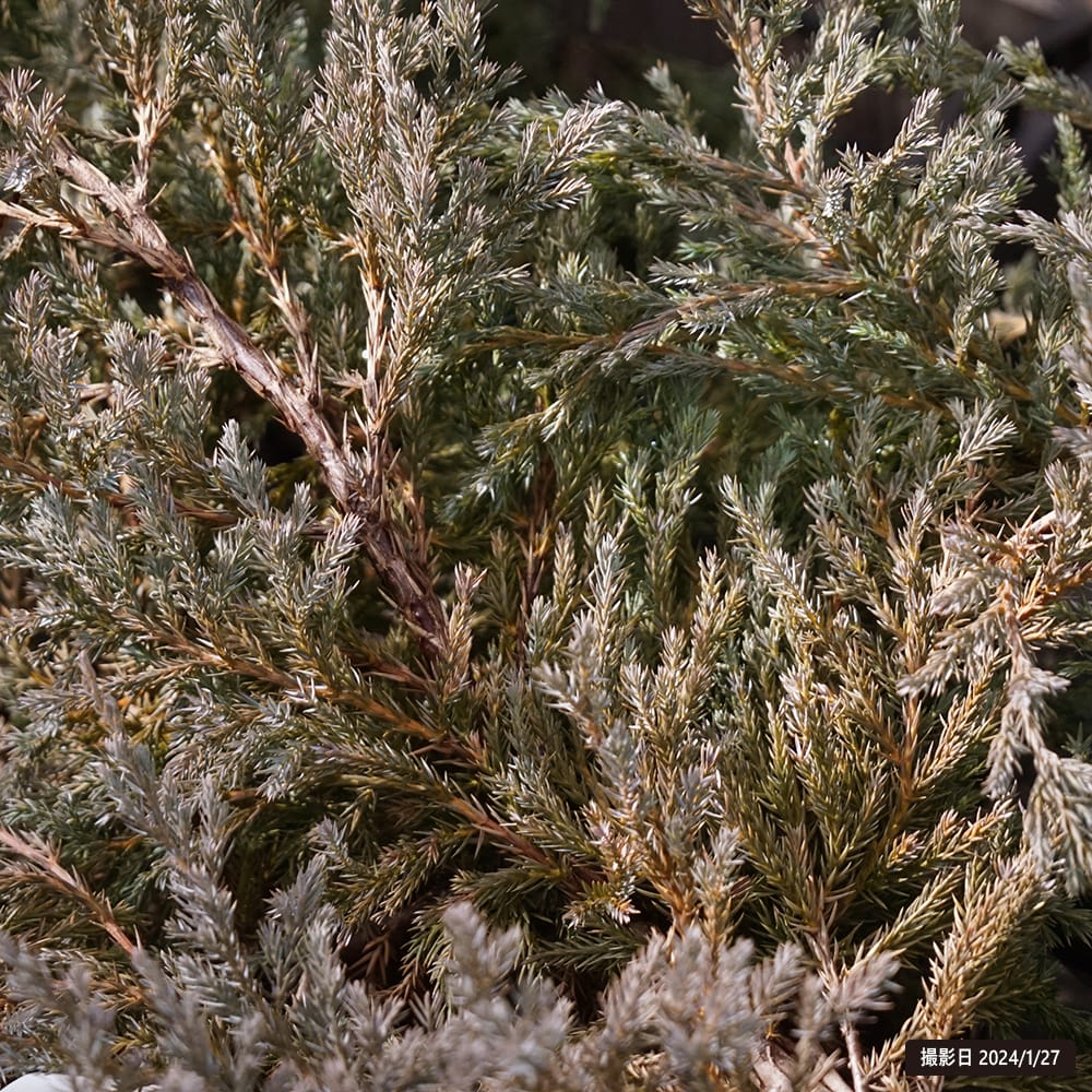 コニファー ブルーカーペット 3