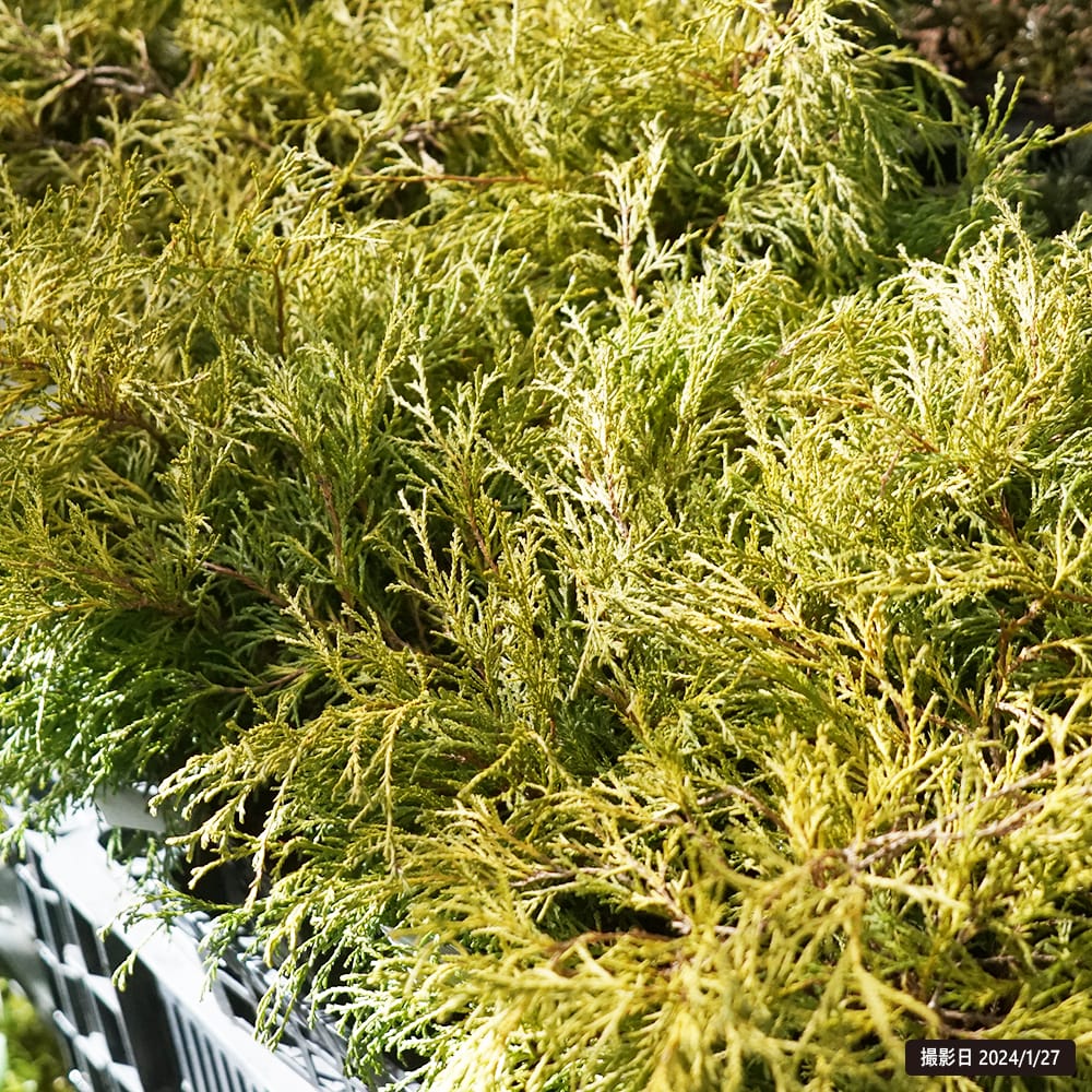 コニファー ゴールデンモップ 2