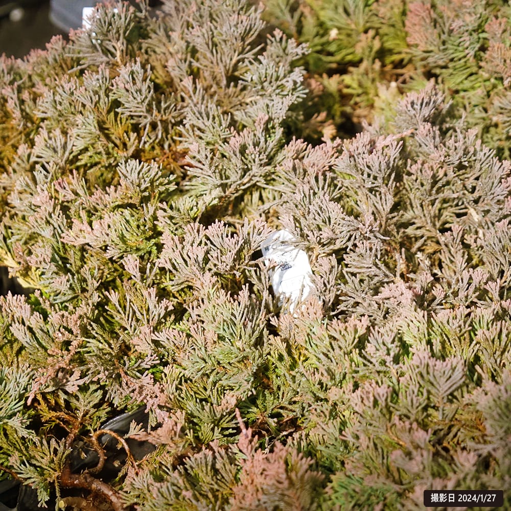 コニファー ゴールデンカーペット 1