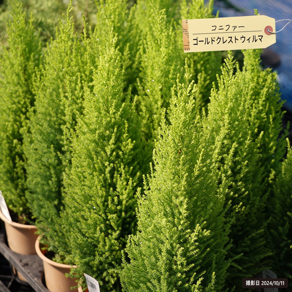コニファー ゴールドクレスト ウィルマ 