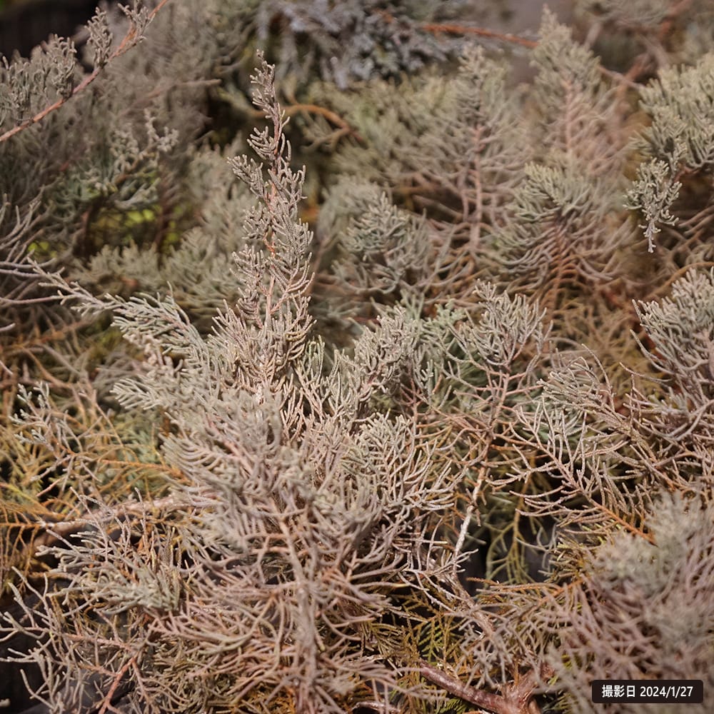 コニファー グレーオウル 4