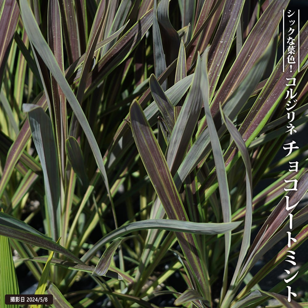 コルジリネ チョコレートミント 