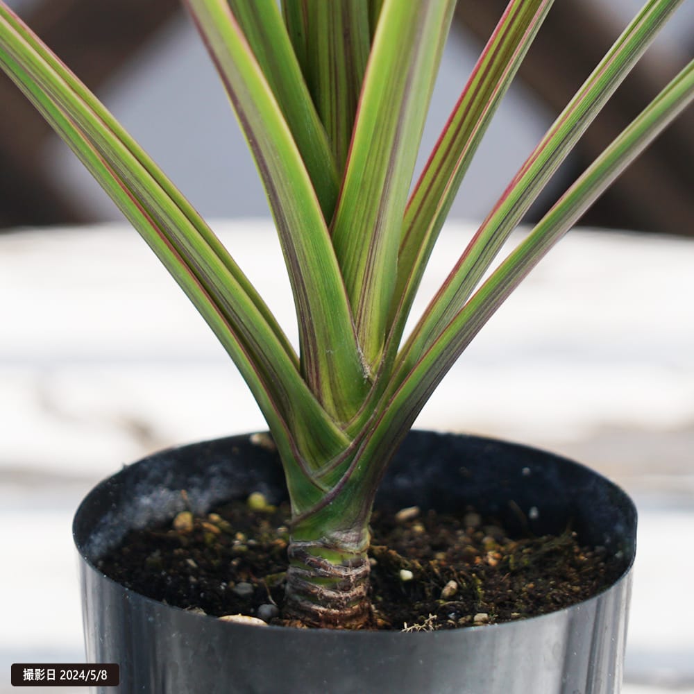 コルジリネ チョコレートミント 2