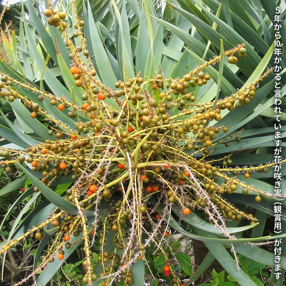 ドラセナ ドラコ 2