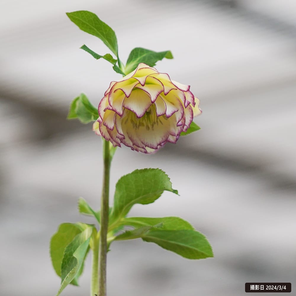 クリスマスローズ エレガンスハニーワイン 1