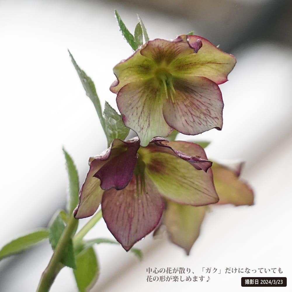 クリスマスローズ プチドール 彩 2