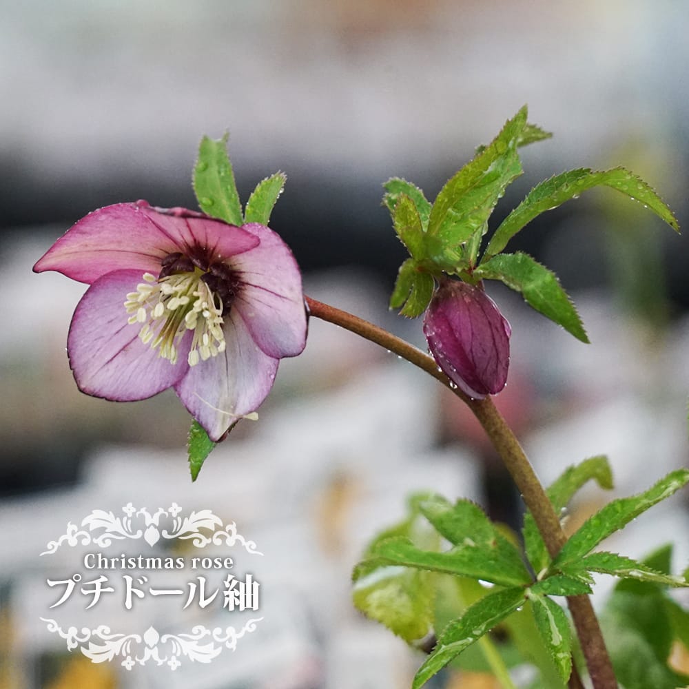 クリスマスローズ プチドールシリーズ プチドール 紬の通販 苗木部