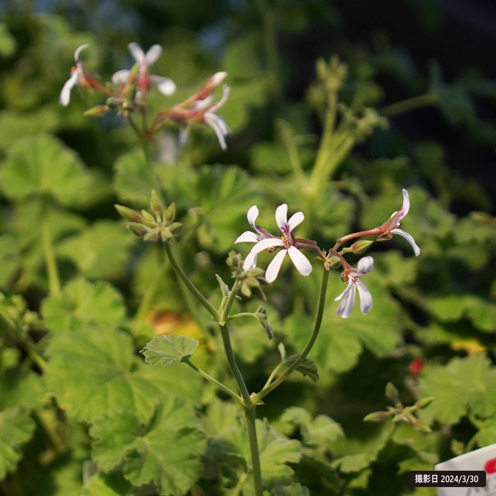 パインゼラニウム 苗 販売 苗木部 By 花ひろばオンライン