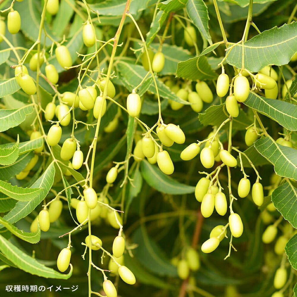 ミラクルニーム ミラクルニーム 3