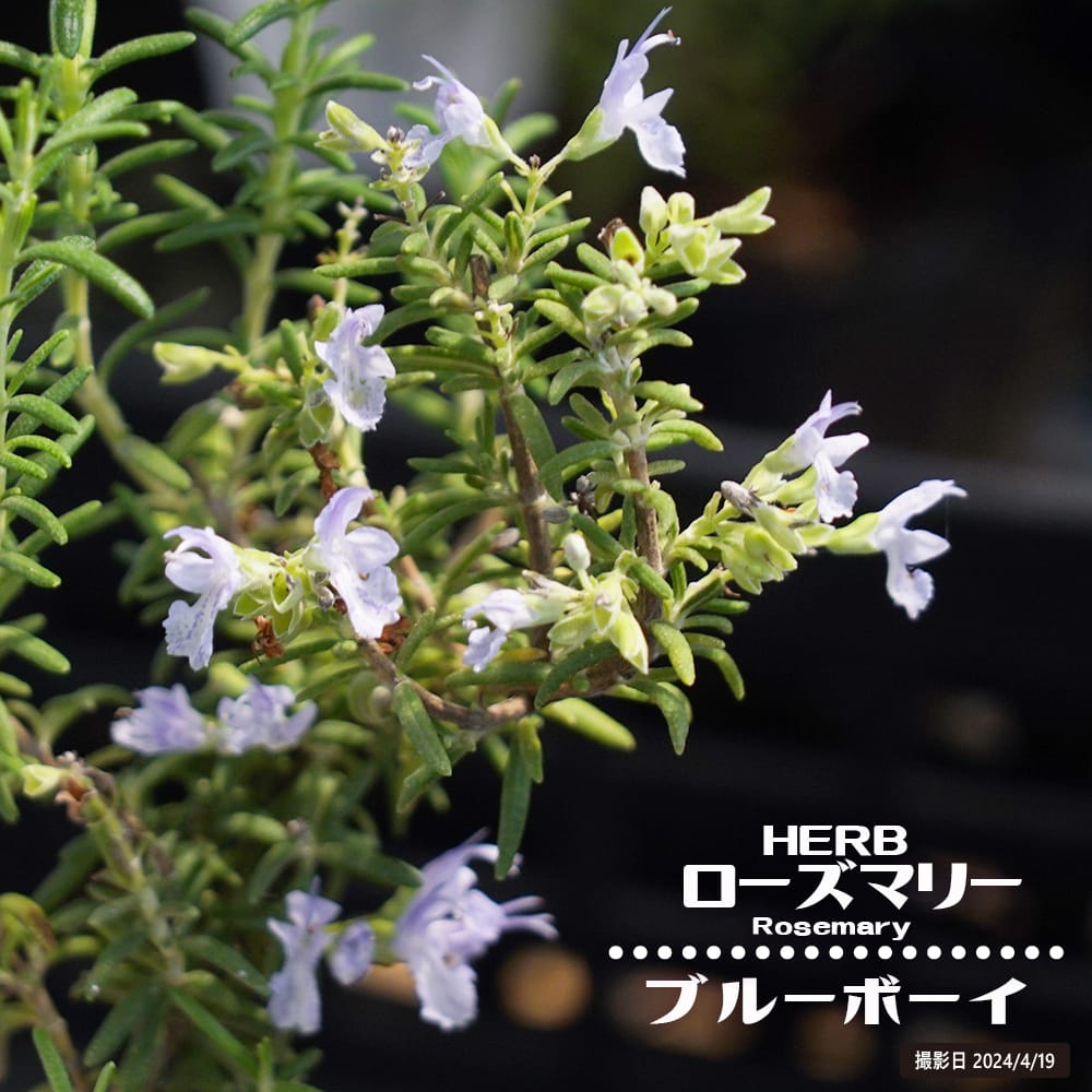 ローズマリー ブルーボーイ 