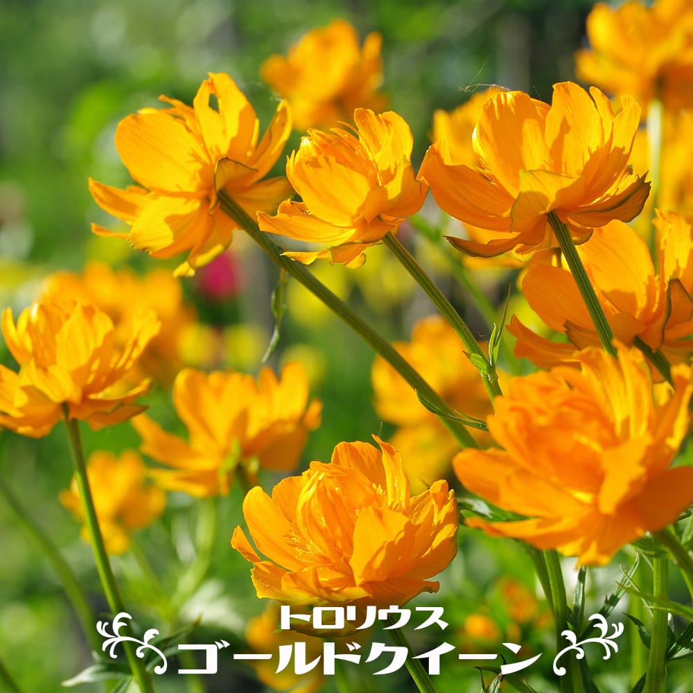 トロリウス ゴールデンクイーン 