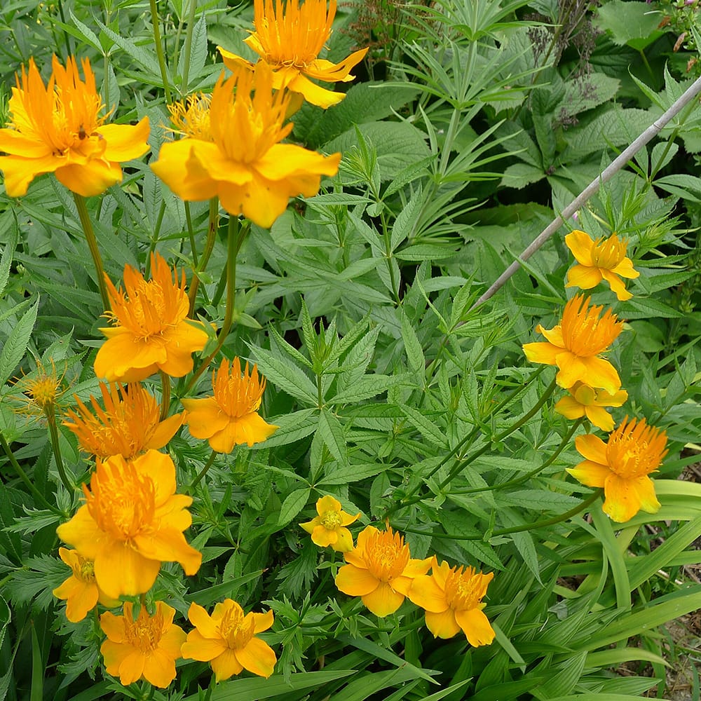 トロリウス ゴールデンクイーン 1