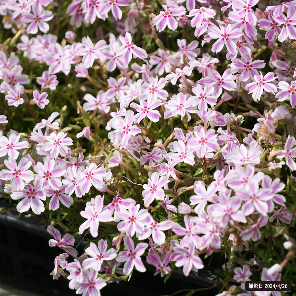 芝桜 キャンディキャンディ 