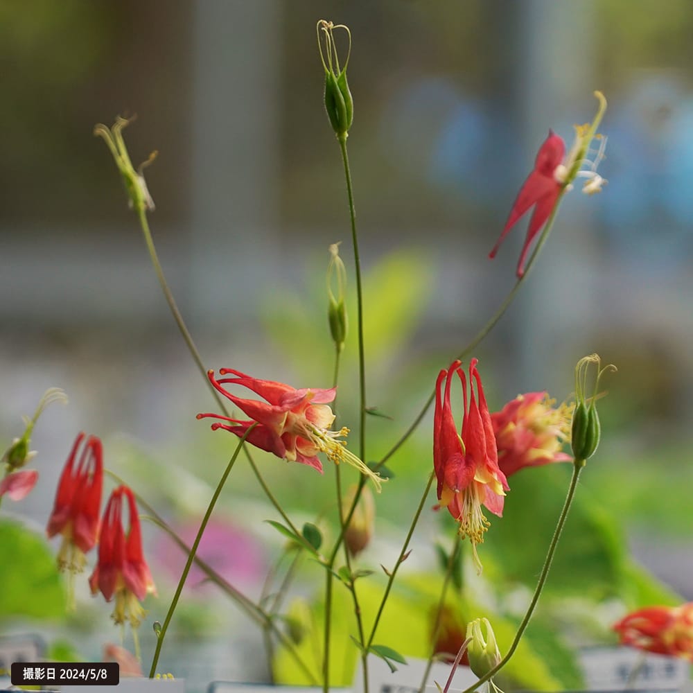 アクイレギア リトルランタン 3