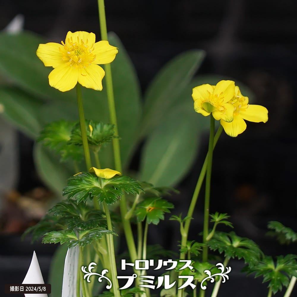 トロリウス プミルス 