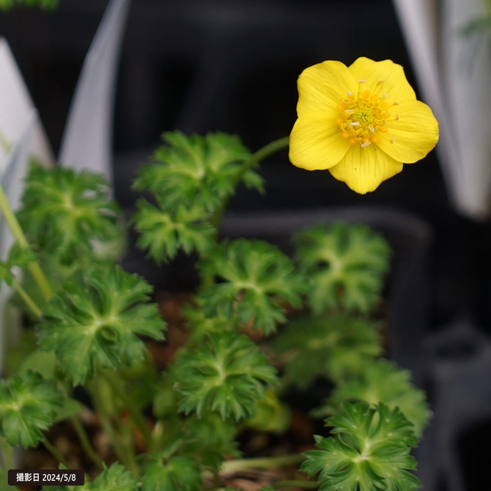 トロリウス プミルス 1