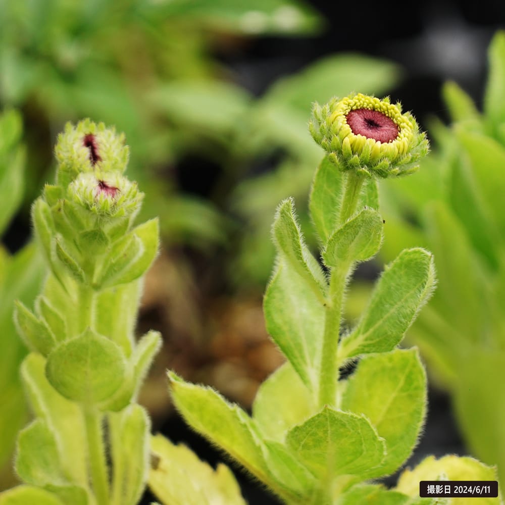 ルドベキア マヤ 3