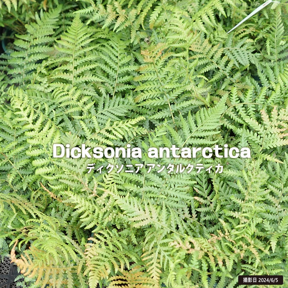 ディクソニア アンタルクティカ 苗 販売 苗木部 By 花ひろばオンライン
