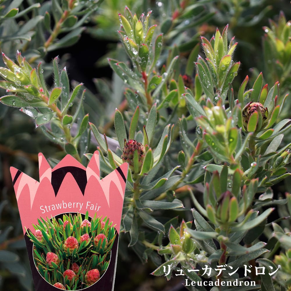 リューカデンドロン ストロベリーフェア 苗 販売 苗木部 By 花ひろば
