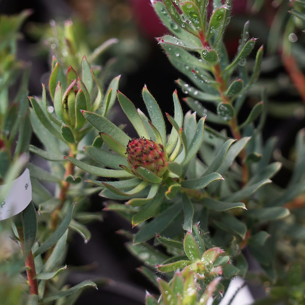 リューカデンドロン ストロベリーフェア 苗 販売 苗木部 By 花ひろば