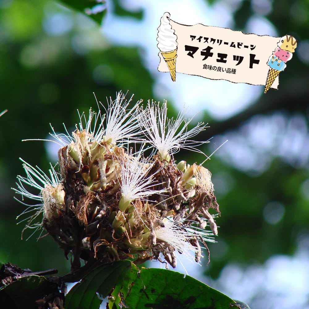 アイスクリームビーン マチェット 6