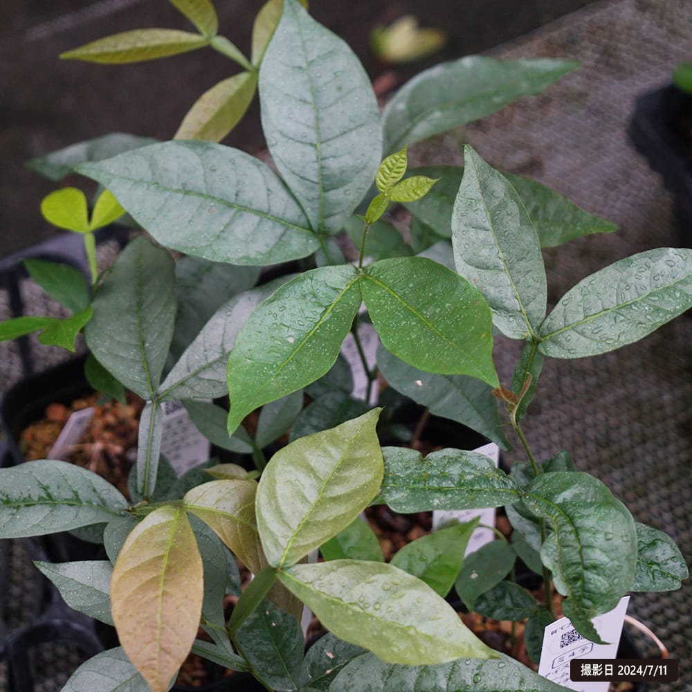 アイスクリームビーン マチェット 1