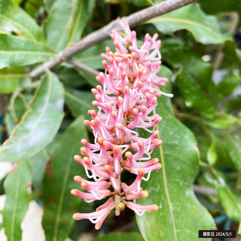 マカダミアナッツ バーモント 4