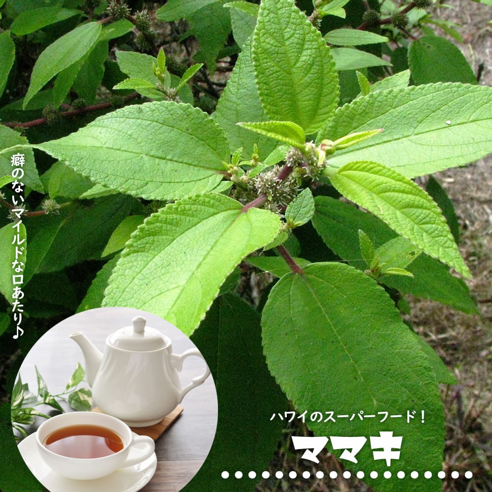 マンジェリコン ボルド 