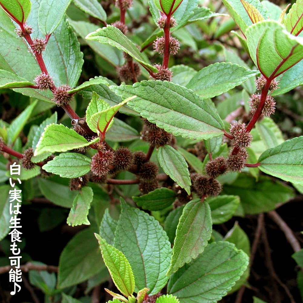 ママキ ママキ 1