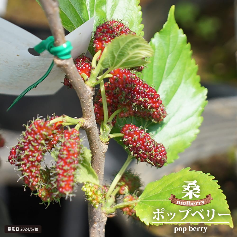 桑（マルベリー） ポップベリー 