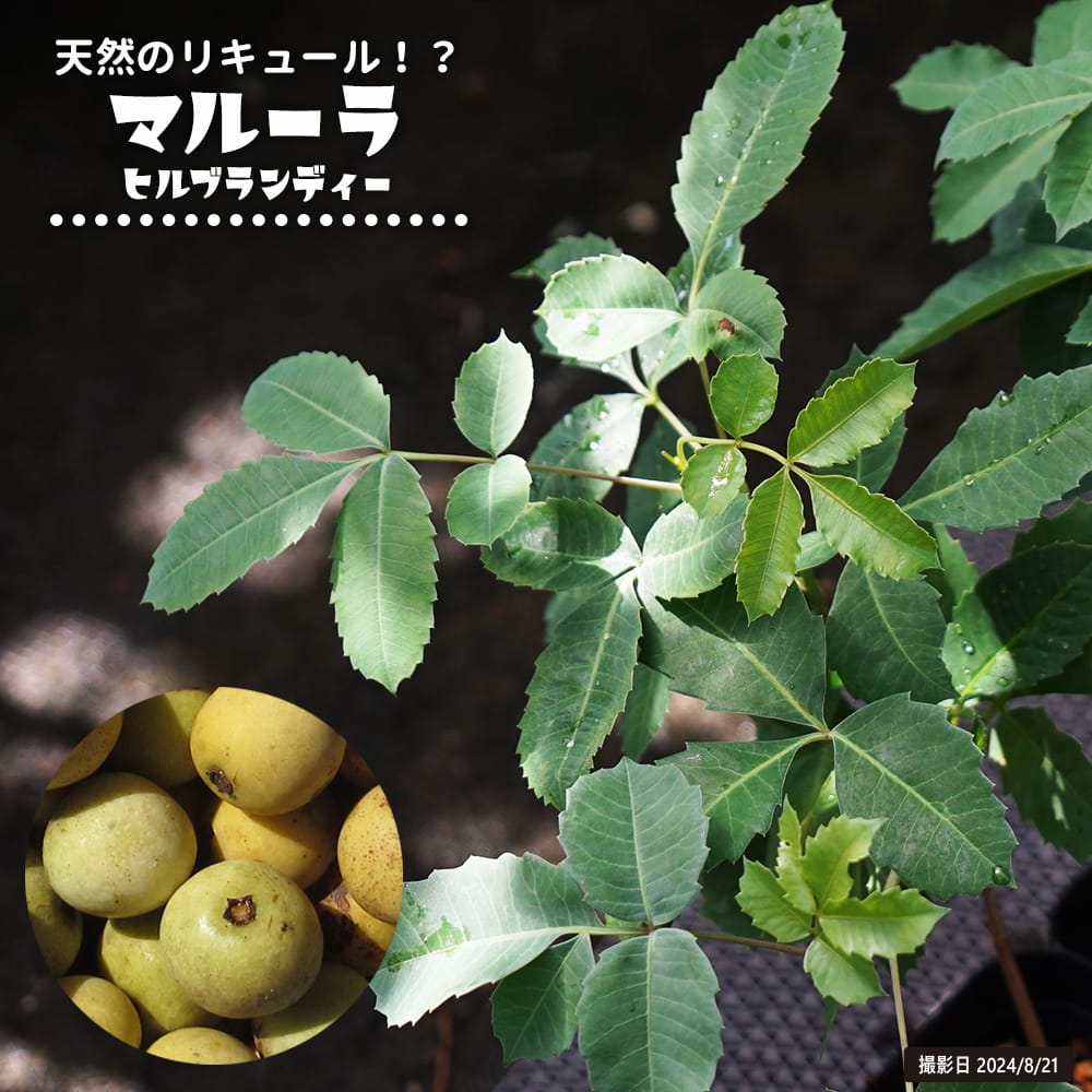 マルーラ マルーラ 