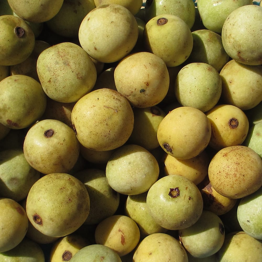 マルーラ マルーラ 1