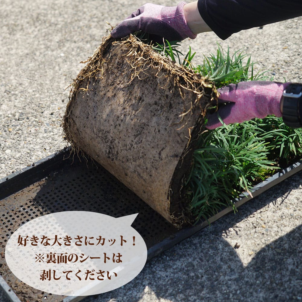 リュウノヒゲ リュウノヒゲ 5