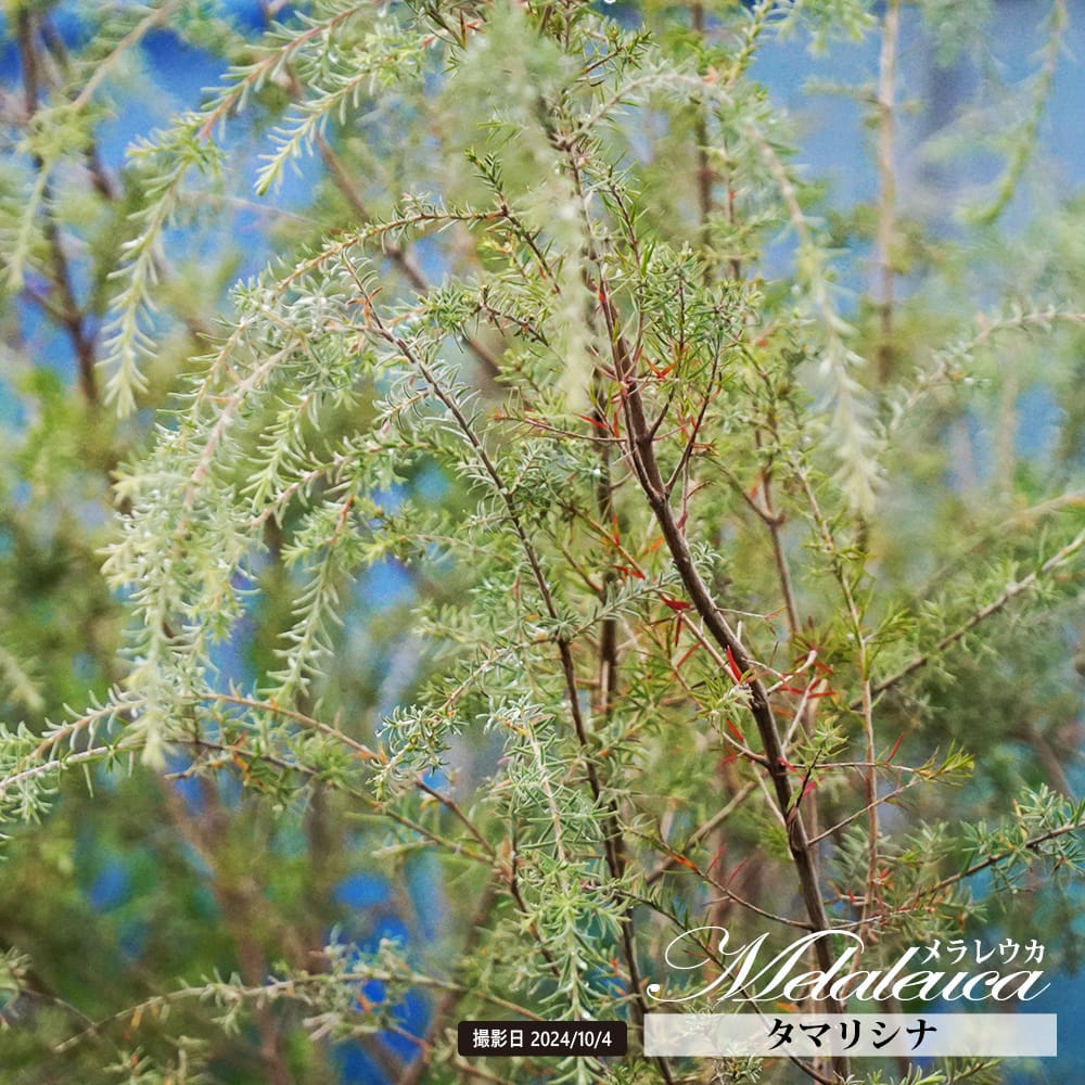 メラレウカ タマリシナ 苗 販売 苗木部 By 花ひろばオンライン