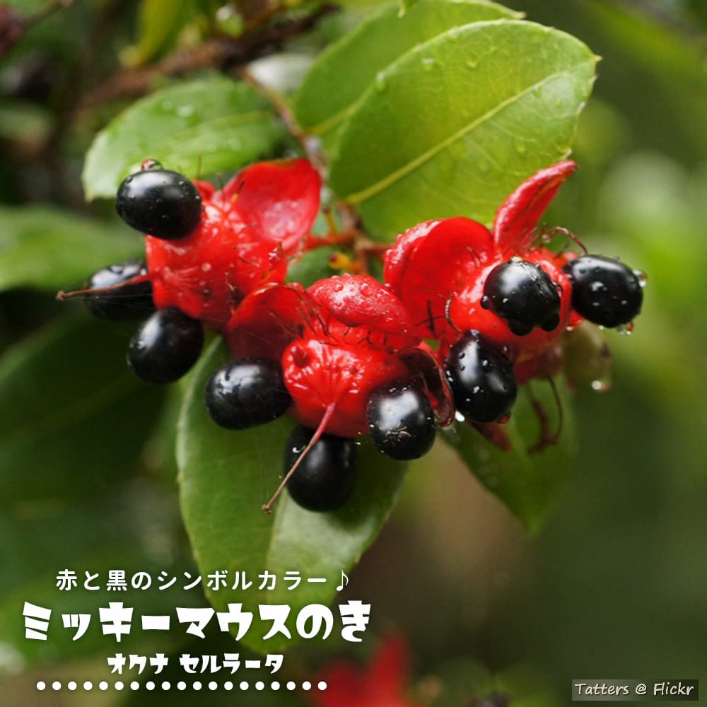 オクナ セルラータ オクナ セルラータ 