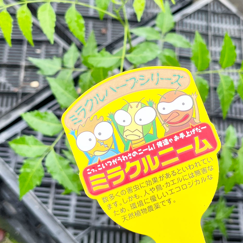 ミラクルニーム ミラクルニーム 4