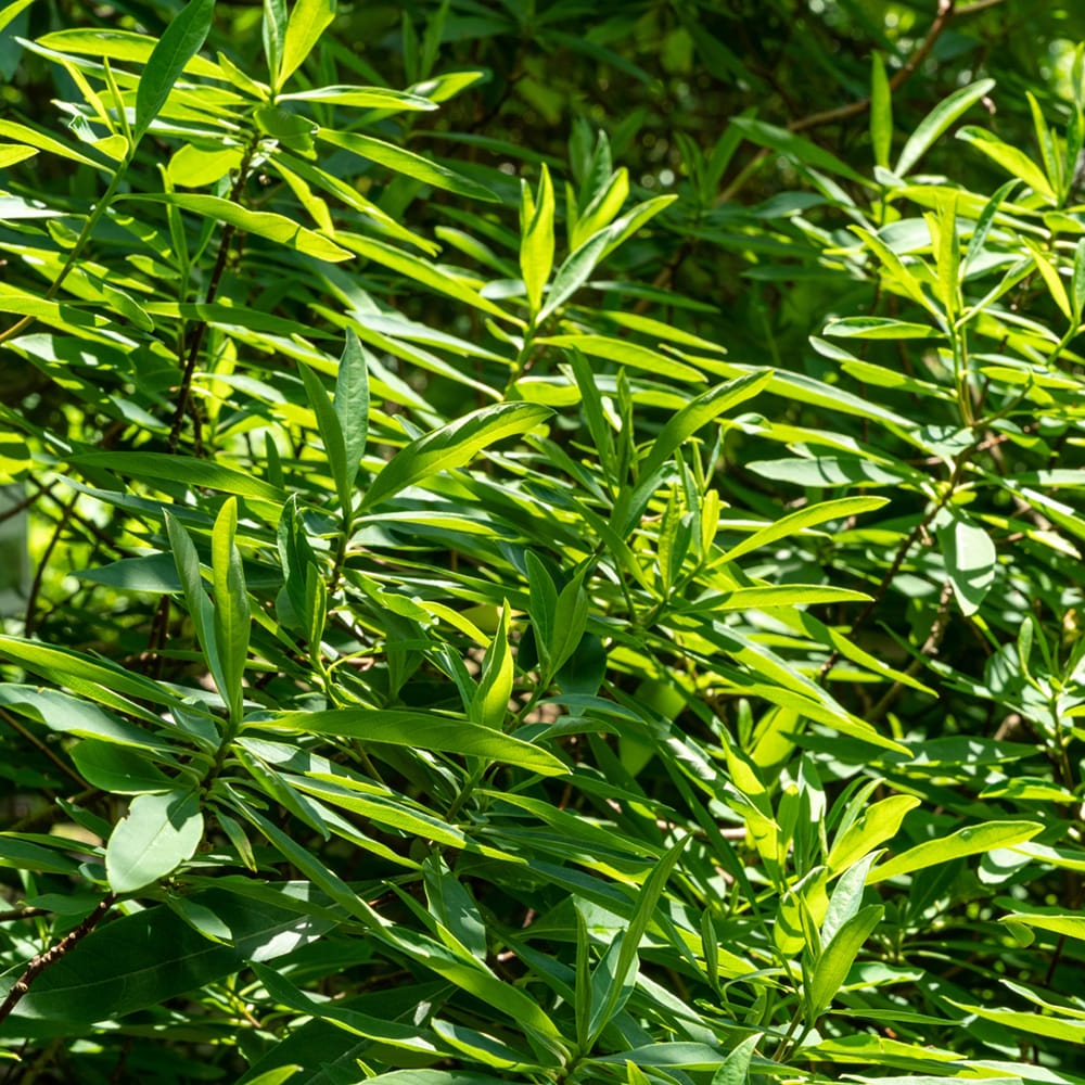 ミツマタ 黄花 1